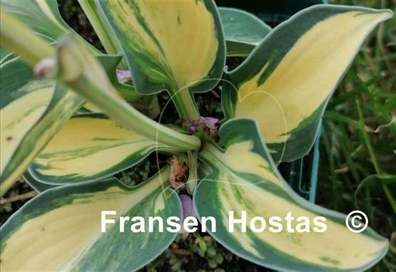 Hosta Valley's Mouse Tail